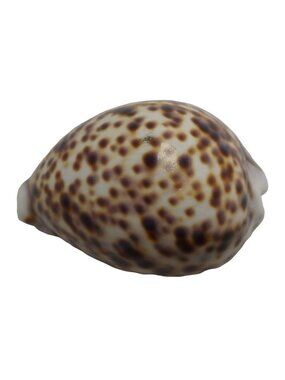Large Tiger Cowrie Shell Cypraea Tigris Craft Beach Decor Nautical Arts Polished